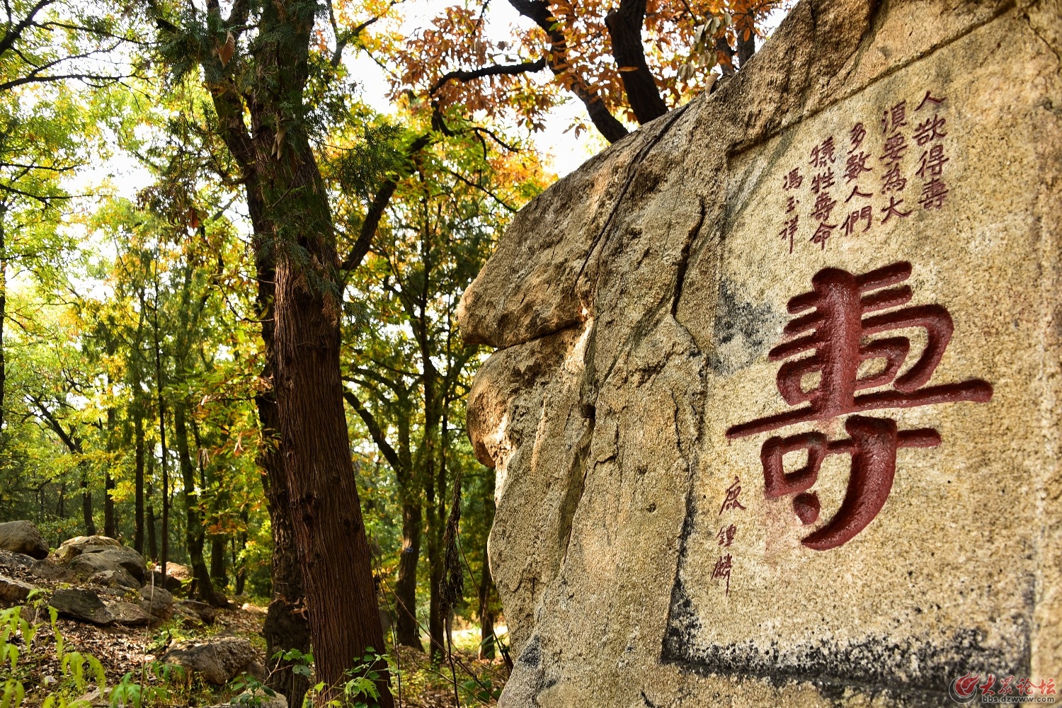 泰山橡樹林秋色