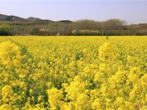 長清雙泉鎮(zhèn)油菜花基地