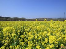 油菜花