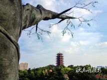 東夷文化公園隨拍