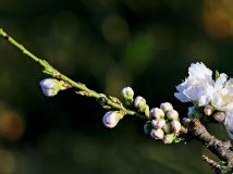 【濟南印象】百 花之碧桃！