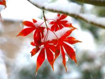 雪中紅韻