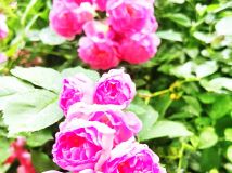 【花海探花】美麗圣潔的薔薇花