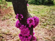 【花海探花】紫荊花，簇生于主干和老枝