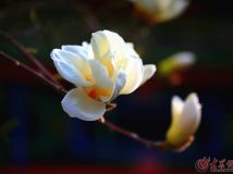 杏花玉蘭爭(zhēng)芳斗艷