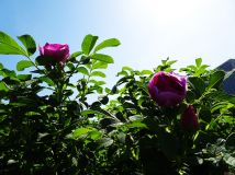 【花海探花】玫瑰刺繞枝     花香愛意濃