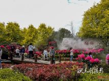 流連忘返的日照杜鵑花博覽園