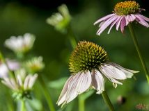 【濟南印象】紫松果菊