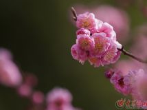 【濟(jì)南印象】鄰居家的梅花