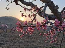 夕陽余暉映襯桃花園