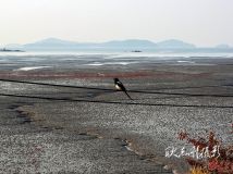 海邊拾景