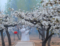 德州夏津黃河故道森林公園梨花節(jié)拍客采風(fēng)