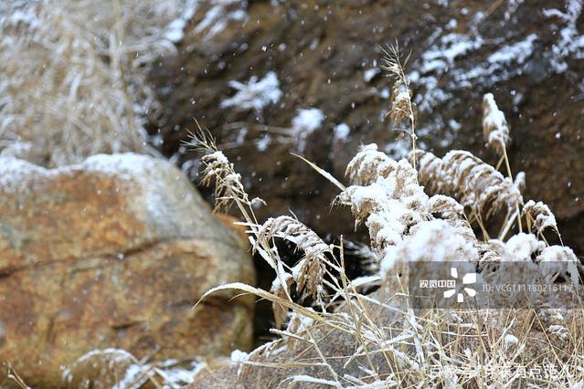 泰安迎來入冬初雪 雪林美景如畫